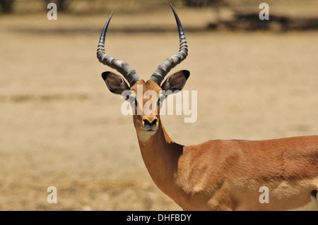 Comune di Impala - la fauna selvatica sfondo dall Africa - Bello e divertente dalla natura Foto Stock