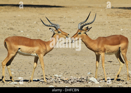 Comune di Impala - la fauna selvatica sfondo dall Africa - Bello e divertente dalla natura Foto Stock