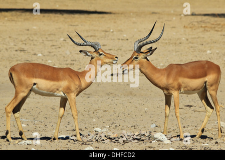 Comune di Impala - la fauna selvatica sfondo dall Africa - Bello e divertente dalla natura Foto Stock