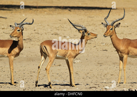 Comune di Impala - la fauna selvatica sfondo dall Africa - Bello e divertente dalla natura Foto Stock