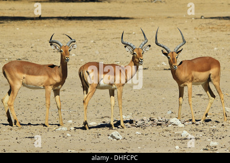 Comune di Impala - la fauna selvatica sfondo dall Africa - Bello e divertente dalla natura Foto Stock