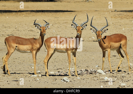 Comune di Impala - la fauna selvatica sfondo dall Africa - Bello e divertente dalla natura Foto Stock