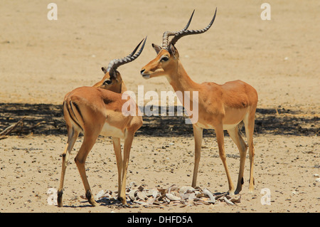 Comune di Impala - la fauna selvatica sfondo dall Africa - Bello e divertente dalla natura Foto Stock