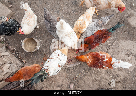 Famiglia di pollo mangiare dalla piastra di metallo Foto Stock