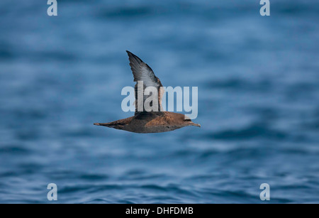 Fuligginosa Shearwater Puffinus griseus San Diego, California, Stati Uniti 14 settembre Procellariidae adulti Foto Stock