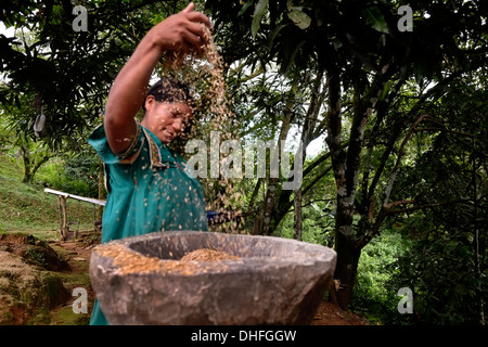 La donna indigena del gruppo etnico nativo Ngabe & Bugle ordina semi nella regione di Comarca Quebrado, riserva Guabo nella provincia di Chiriqui, Repubblica di Panama Foto Stock