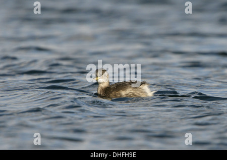 Tuffetto Tachybaptus ruficollis - inverno Foto Stock