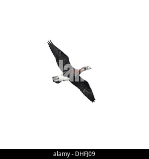 Red-breasted Goose - Branta ruficollis - in volo. Foto Stock