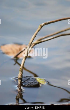 Ramoscello galleggiante in acqua con foglie di autunno in stretta fino, delicati colori di blu e tans, sole proietta ombre che riflette. Foto Stock