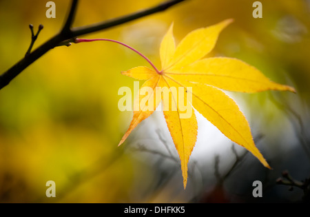 Giallo Autunno maple leaf Foto Stock