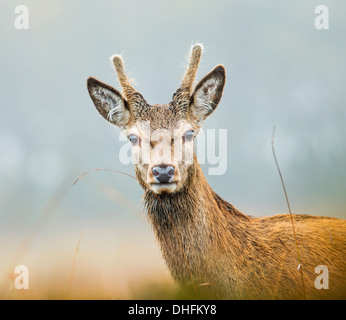 Giovani Red Deer stag Foto Stock