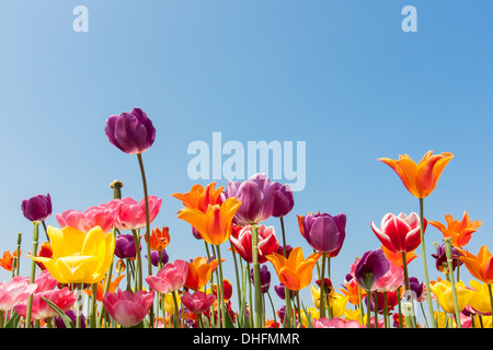 Incredibile tulipani multicolore contro un cielo blu Foto Stock