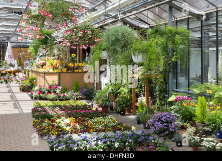 Centro giardino vendita di piante in serra Foto Stock