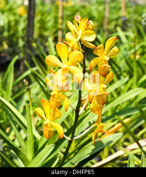 Bella orchidea gialla in giardino Foto Stock
