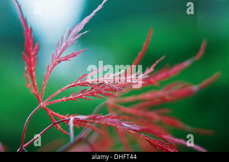 Un close-up di un giapponese di Foglia di acero. (Cultivar dissectum con più feathery fern-come le foglie). Foto Stock