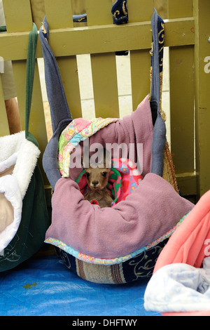 Bambino orfano kangaroo (Joey) in un ripiego "sacchetto". Foto Stock