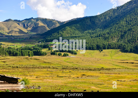 Gangte valley,gru su svernamento la valle glaciale che confinano con le montagne nere della gamma,Jigme Singye Wangchuck national park Foto Stock