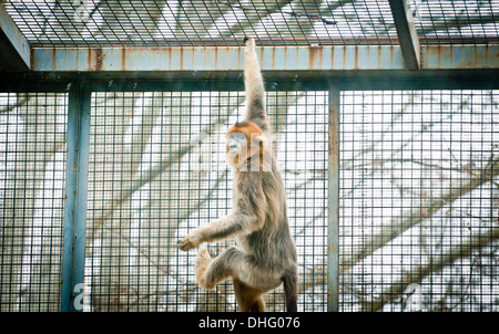 Golden rampognare-annusò scimmia (Rhinopithecus roxellana o Pygathrix roxellana) allo Zoo di Pechino in Xicheng District, Pechino, Cina Foto Stock