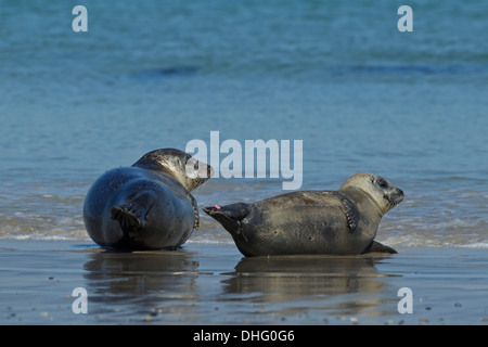 Guarnizione di tenuta del porto (Phoca vitulina) giacente Foto Stock