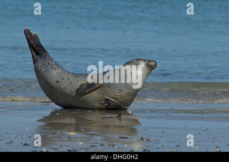 Guarnizione di tenuta del porto (Phoca vitulina) giacente Foto Stock