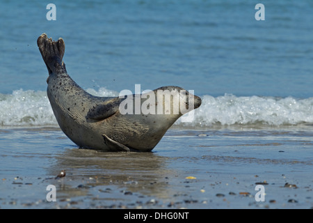 Guarnizione di tenuta del porto (Phoca vitulina) giacente Foto Stock