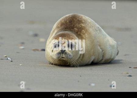 Guarnizione di tenuta del porto (Phoca vitulina) giacente Foto Stock