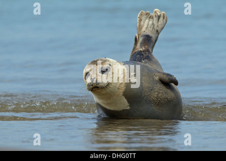 Guarnizione di tenuta del porto (Phoca vitulina) giacente Foto Stock