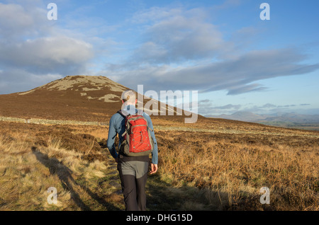 Uomo che cammina sul percorso di brughiera a tre r Ceiri antica età del ferro hill fort su Yr Eifl, Llyn Peninsula, Gwynedd, Galles del Nord, Regno Unito Foto Stock