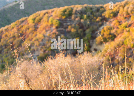 Vista al tramonto di alte erbe in Santa Monica Mountains. Foto Stock