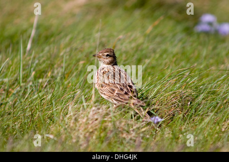 Eurasian Allodola Alauda arvense in erba Foto Stock