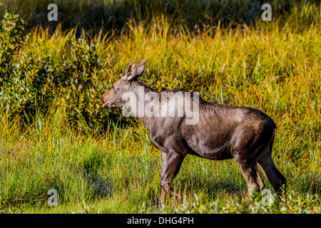 Alci (Alces alces) Bella e ricca di colore marrone di vitello, nel suo habitat naturale, in cerca di cibo e alimentazione. Foto panoramica Foto Stock