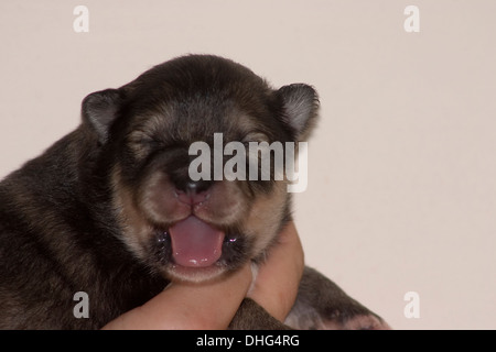 Lapphund finlandese cucciolo coccolato fino addormentato in una mano. Foto Stock