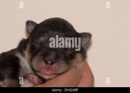 Lapphund finlandese cucciolo coccolato fino addormentato in una mano. Foto Stock