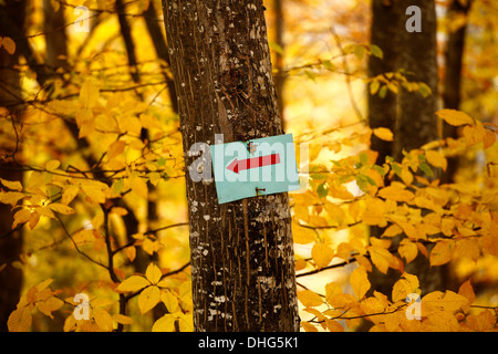 Freccia rossa su un albero in autunno foresta. Foto Stock