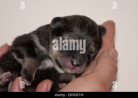 Lapphund finlandese cucciolo coccolato fino addormentato in una mano. Foto Stock