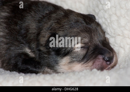 Lapphund finlandese cucciolo coccolato fino addormentato sul suo letto. Foto Stock