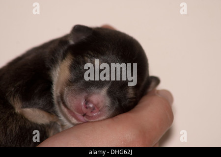 Lapphund finlandese cucciolo coccolato fino addormentato in una mano. Foto Stock