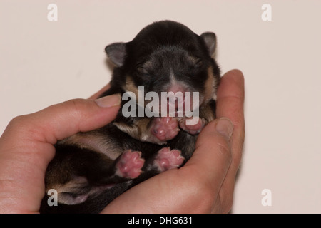 Lapphund finlandese cucciolo coccolato fino addormentato in una mano. Foto Stock