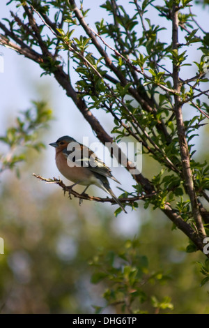 Comune di fringuello Fringilla coelebs seduto in una struttura ad albero Foto Stock