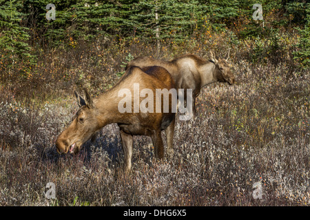 Alci (Alces alces) Bella e ricca, di colore marrone e femmina di vitello, nel loro habitat naturale, in cerca di cibo e alimentazione. Foto Stock