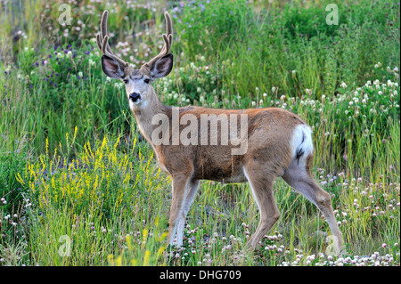 Un mulo cervo buck con estate corna di velluto Foto Stock