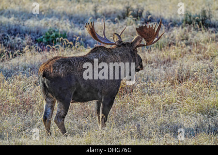 Alci (Alces alces) Bull alci, nel suo habitat naturale, in cerca di cibo. Foto panoramica. Foto Stock