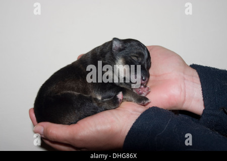 Lapphund finlandese cucciolo coccolato fino addormentato in una mano. Foto Stock