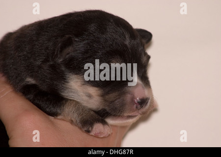 Lapphund finlandese cucciolo coccolato fino addormentato in una mano. Foto Stock