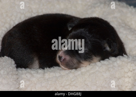 Lapphund finlandese cucciolo coccolato fino addormentato sul suo letto. Foto Stock