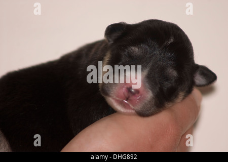 Una settimana di età Lapphund finlandese cucciolo coccolato fino addormentato in una mano. Foto Stock