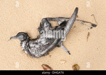 Un uccello morto lavato fino a una spiaggia australiana dopo una tempesta Foto Stock