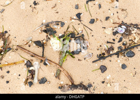 I detriti lavato fino a una spiaggia australiana dopo una tempesta Foto Stock