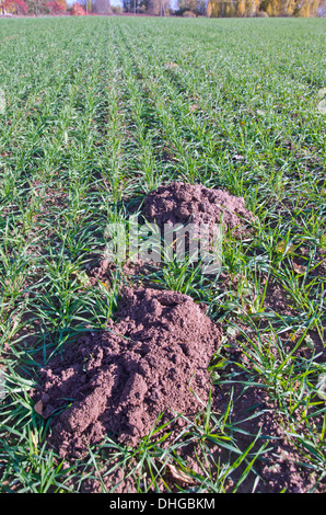 Mole molehills fresco sul raccolto di grano campo cavoli Foto Stock