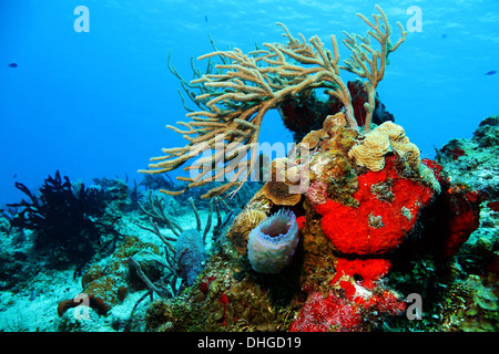 Coralli colorati contro blu acqua e superficie, Cozumel, Messico Foto Stock